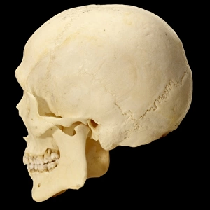 Homo sapiens cranium