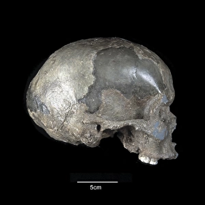 Homo sapiens cranium (Mladec 1)