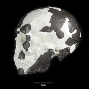 Homo sapiens cranium (Omo 1)