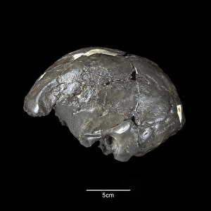 Homo sapiens cranium (Omo 2)