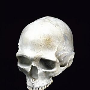 Homo sapiens cranium (Predmosti 3)