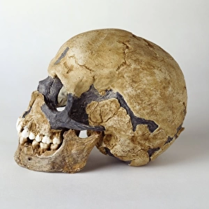 Homo sapiens cranium (Qafzeh 11)