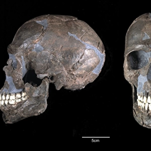 Homo sapiens cranium (Qafzeh 9)