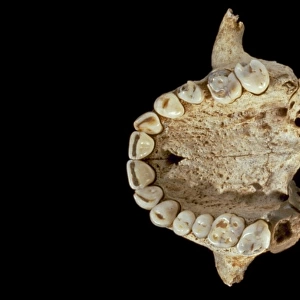 Homo sapiens (Goughs Cave 139) maxillae