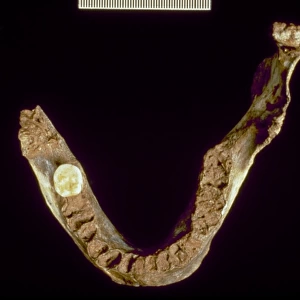 Homo sapiens (Goughs Cave 6) mandible