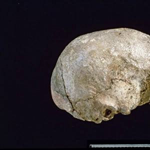 Homo sapiens (Singa 1) cranium