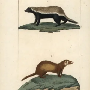 Honey badger, Mellivora capensis, and least