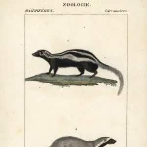 Honey badger, Mellivora capensis, and grison