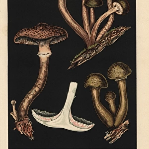 Honey mushroom, Armillaria mellea, Agaricus melleus, edible