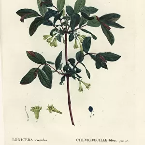 Honeyberry, Lonicera caerulea