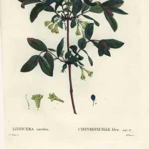 Honeyberry, Lonicera caerulea