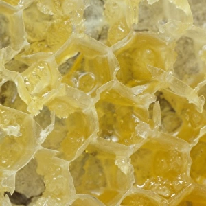 Honeycomb of Apis sp. honeybee