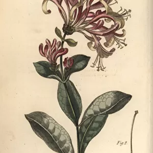 Honeysuckle, Lonicera caprifolium