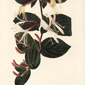 Honeysuckle variety, Lonicera flexuosa