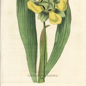 Hooded pitcher plant, Sarracenia minor