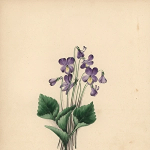 Hoodleaved violet, Viola cucullata