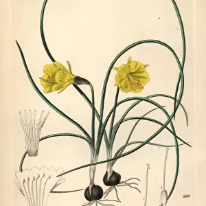 Hoop-petticoat daffodil, Narcissus bulbocodium