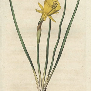Hoop petticoat narcissus, Narcissus bulbocodium