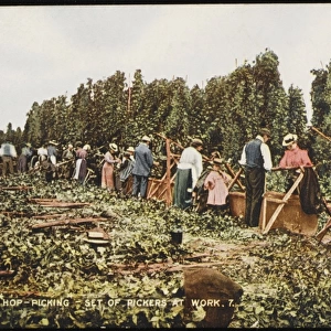 Hop Pickers at Work