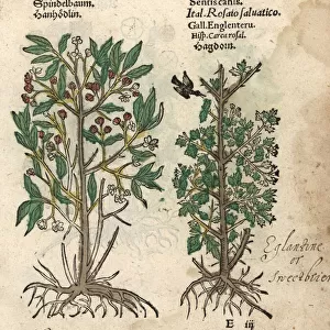 Hornbeam, Carpinus species, and Eglantine rose, Rosa canina