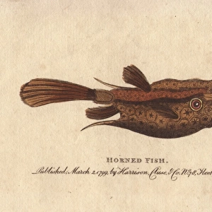 Horned fish or longhorn cowfish, Lactoria cornuta