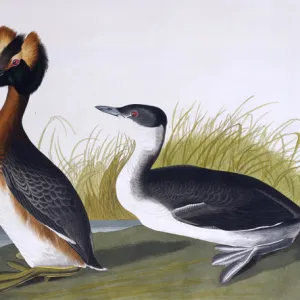 Horned Grebe, by John James Audubon