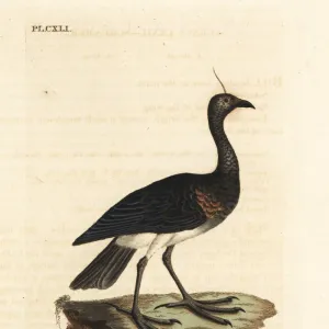 Horned screamer, Anhima cornuta