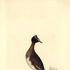 Horned or Slavonian grebe, Podiceps auritus