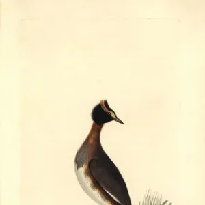 Horned or Slavonian grebe, Podiceps auritus