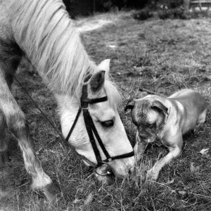 Horse and Boxer dog