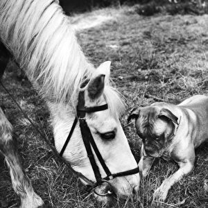 Horse and Boxer dog