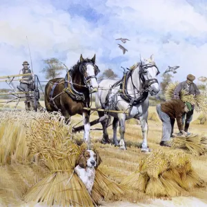 Horse-drawn harvester