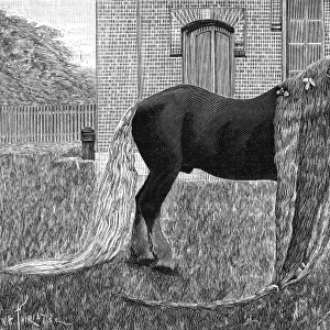 Horse with very long mane and tail, 1892