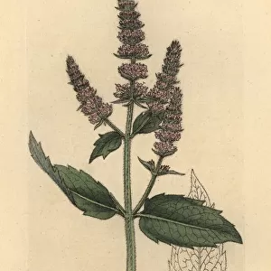Horse mint, Mentha longifolia