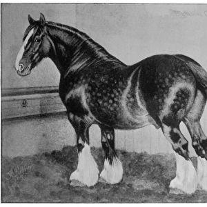 Horse / Shire Blythwood