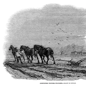 Three horses, controlled by a ploughboy, pull the plough which the ploughman guides