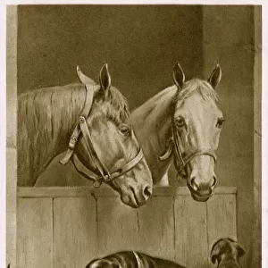 Two Horses and a Dachshund family