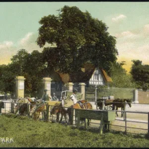 Horses at Greenwich Park