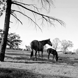 Horses - A mare and her foal
