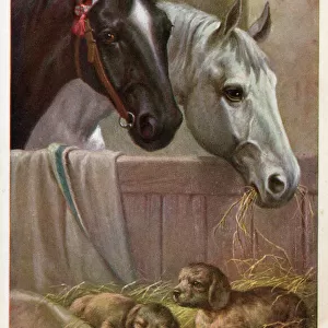 Two Horses in the stable with puppies