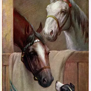 Two Horses in the stable with a small terrier