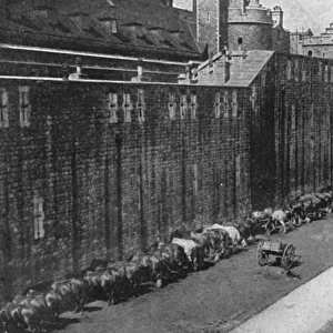 Horses at Tower of London 1914