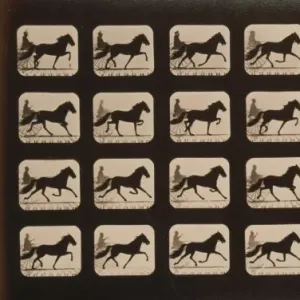 Horses. Trotting Horses. Trotting