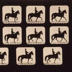 Horses. Trotting Horses. Trotting