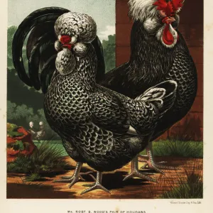 Houdan or Poule de Houdan cock and hen