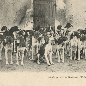 The Hounds of the Duchess of Uzes