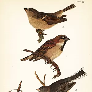 House sparrow, Passer domesticus, and dark-eyed junco