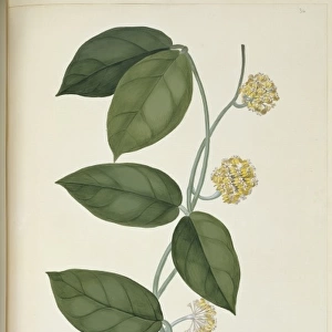 Hoya cf. diversifolia