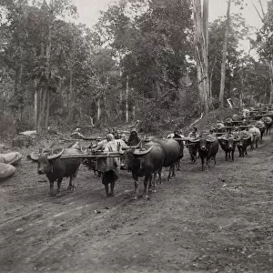 Huge logging train of oxen in jungle, Burma India c. 1910