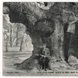 Huge Old Oak Tree C1912